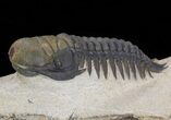 Nice Crotalocephalina & Reedops Trilobite Association #39829-6